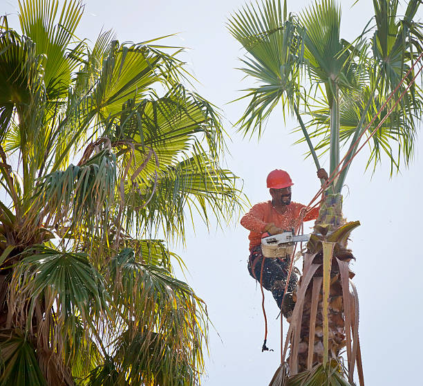 The Steps Involved in Our Tree Care Process in Sun Valley, PA